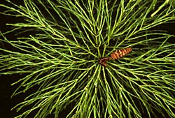 equisetum sp 1 thumbnail graphic